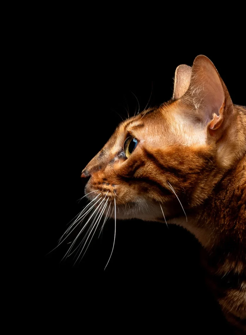 Mascotas-Fotografo-Samuel-Gutierrez-Fotografia-Mestizo-Gatos-Felinos